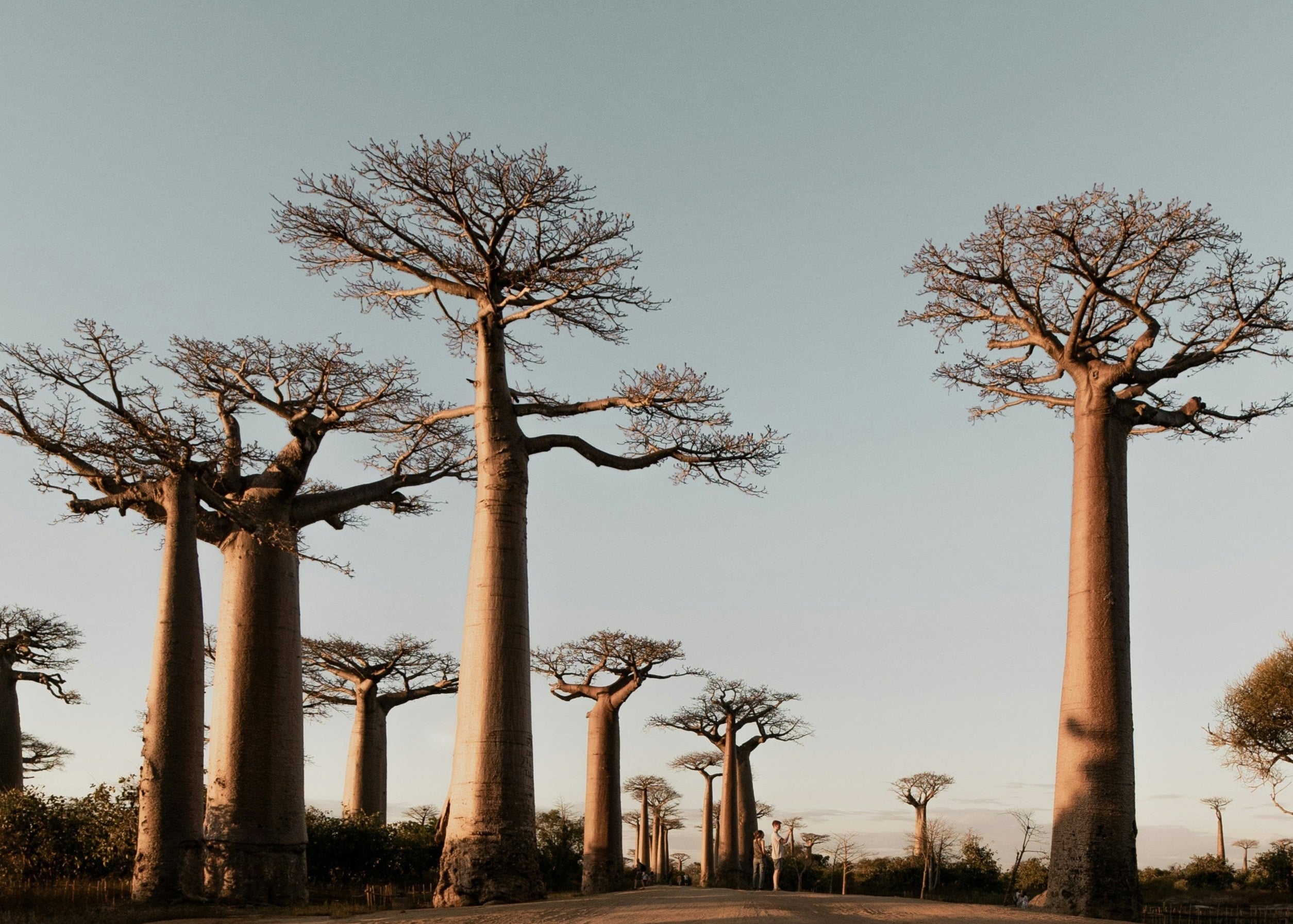 Allée de majestueux baobabs au coucher du soleil, symbolisant les racines profondes et la nature authentique de Mibao.