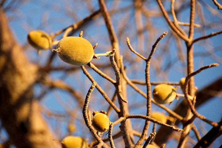 Fruits de baobab suspendus aux branches d’un arbre en Afrique, source naturelle de l’huile bio Mibao.